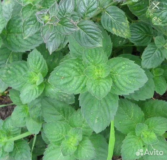 Мята душистая ментоловая, чабрец