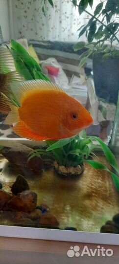 Аквариум aquael, ferplast, фильтр,нагреватель