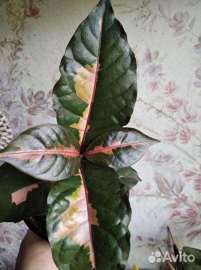 Граптофиллюм расписной