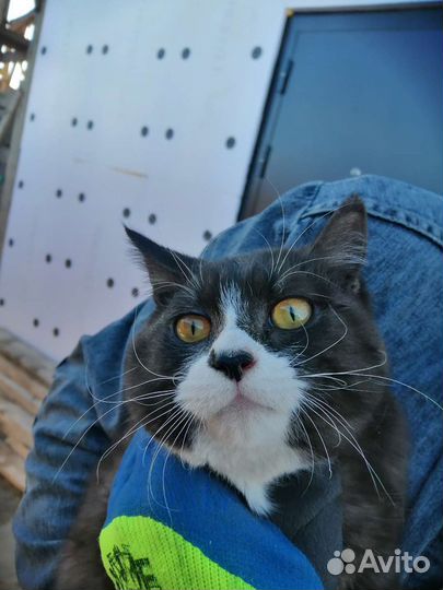 Котик ищет дом