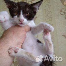 Отдам бесплатно