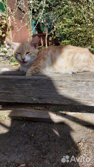 Кошки в добрые руки бесплатно