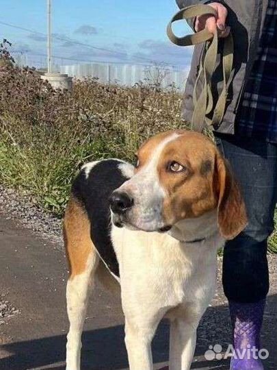 Шикарный гончий пес ищет дом в добрые руки