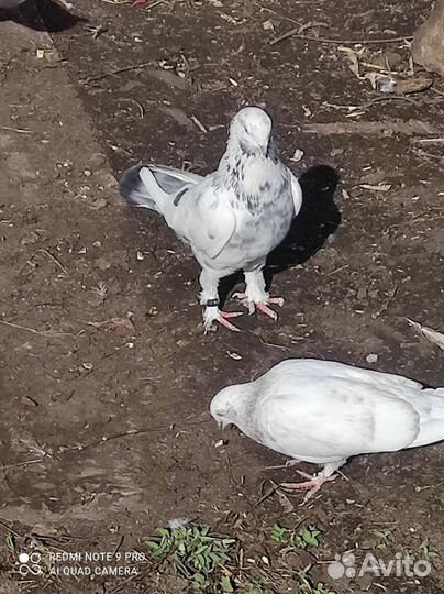 Голуби таджики