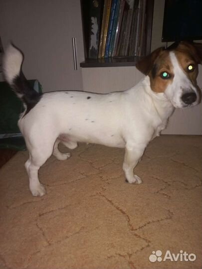 Джек Рассел терьер