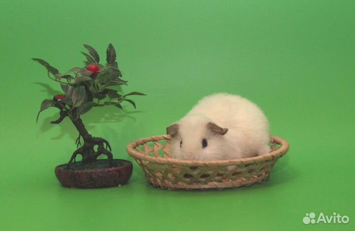 Малыши морской свинки Доставка