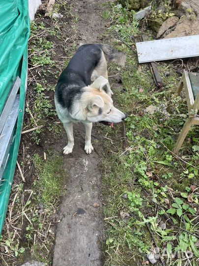 Отдам собаку в добрые руки