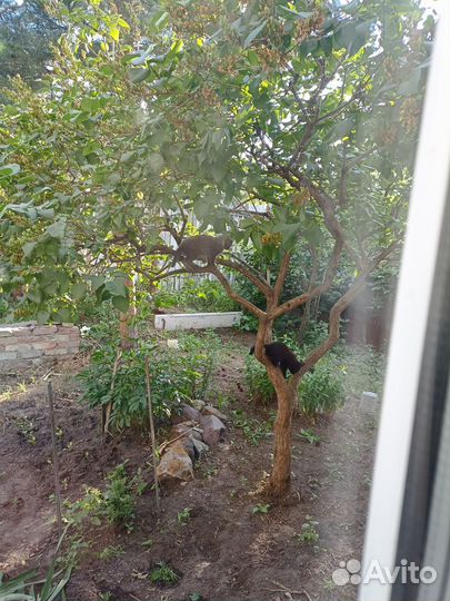 Котята отдам даром
