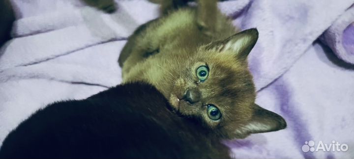 Бурманские котята