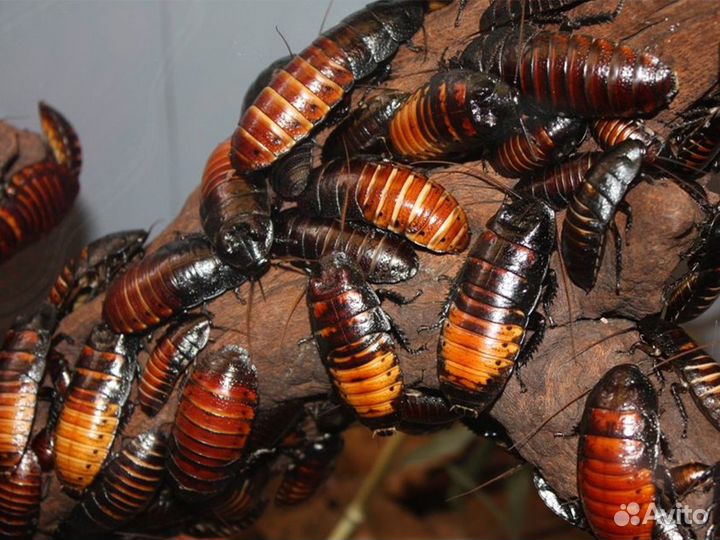 Мадагаскарский шипящий таракан