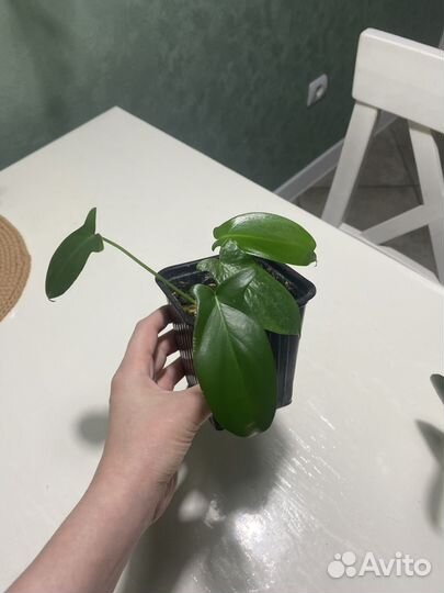 Филодендрон гитаровидный