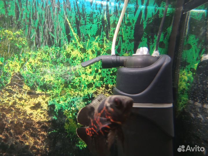 Оскар. Астронотус