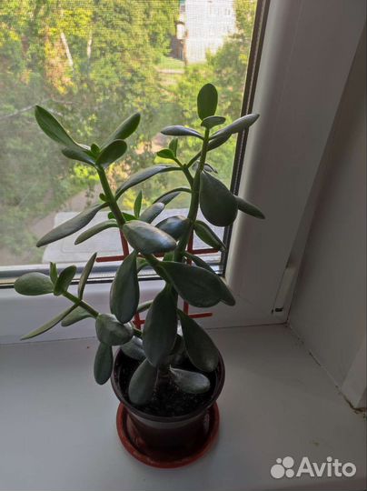 Толстянка(денежное дерево)