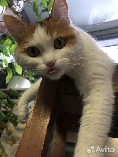 Лапочка девочка