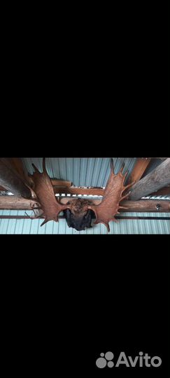 Продам рога лося