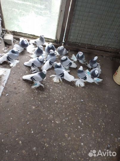 Продам голубей