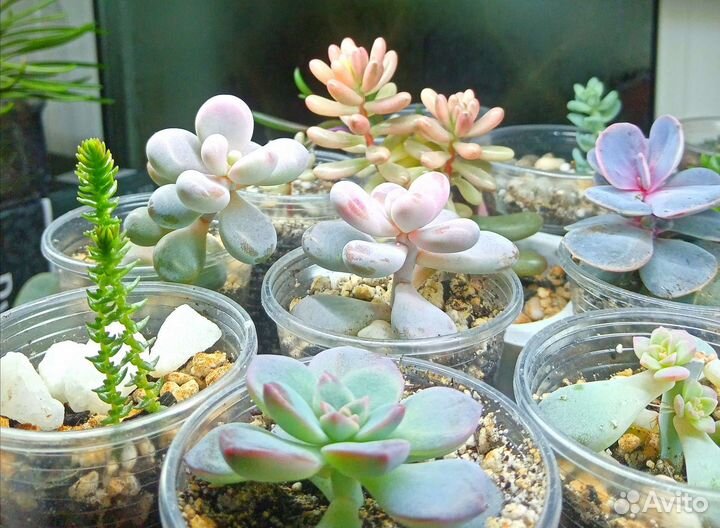 Суккуленты