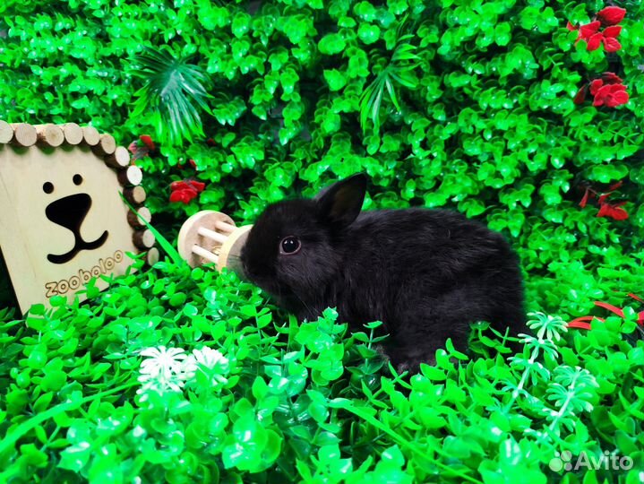 Мини карликовый кролик - львиный милаш