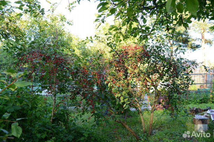 Черенки для прививки и саженцы плодовых деревьев