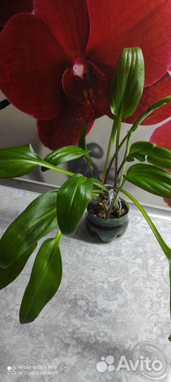 Дримиопсис