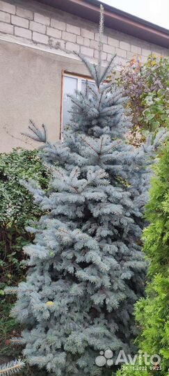 Ель голубая