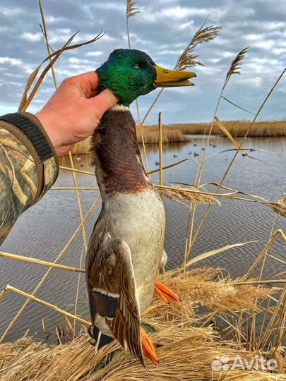 Чучела уток для охоты пластиковые