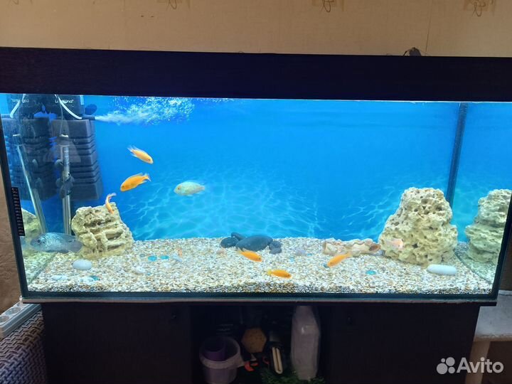 Аквариум с рыбками 320 литров