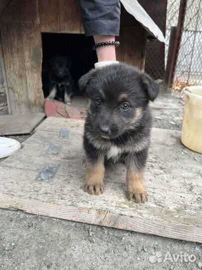 Собака немецкая овчарка