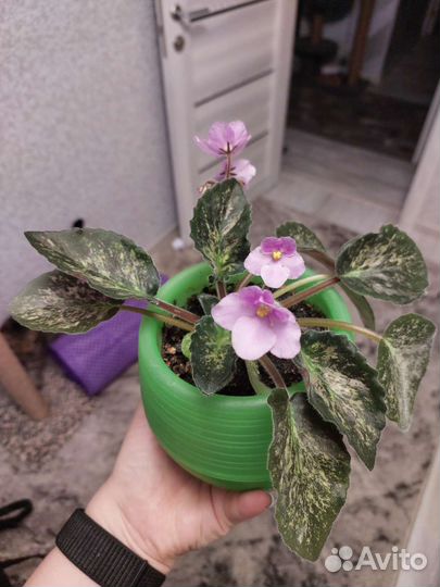 Фиалка сортовая