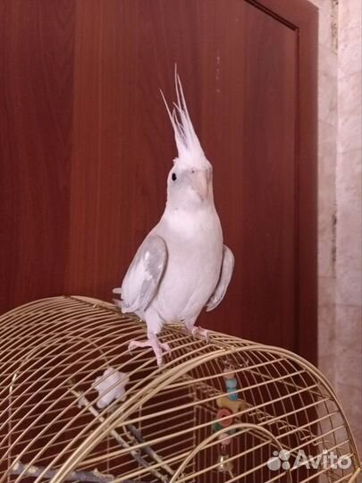 Попугай корелла девочка