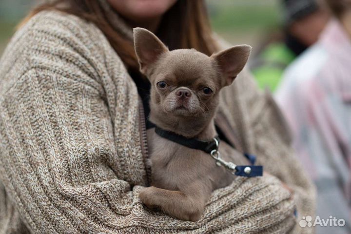 Вязка Лиловый кобель