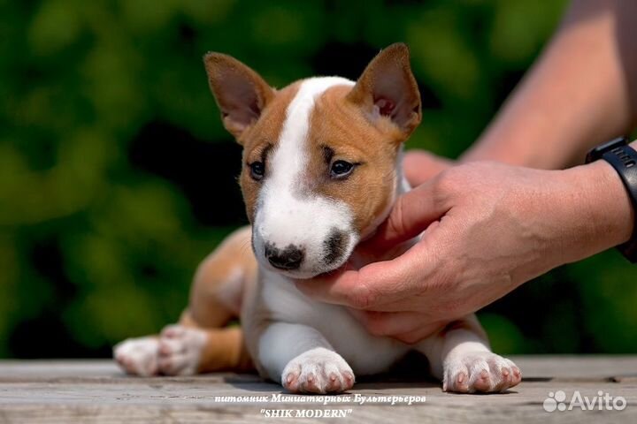 Миниатюрный бультерьер