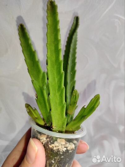 Суккуленты, кактусы