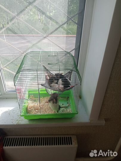 Крысы + клетка