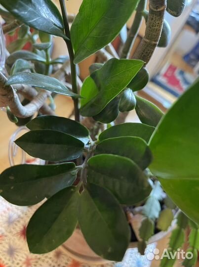 Комн цветок Фикус, 4 в 1