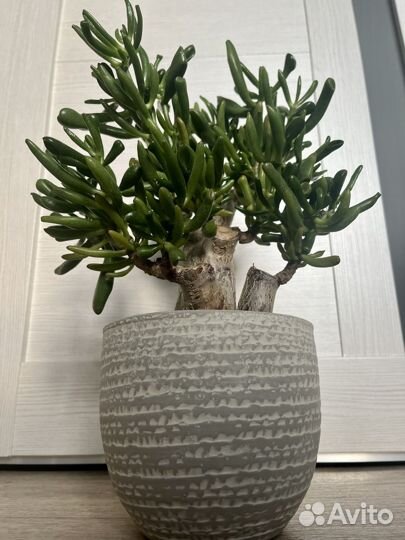 Крассула (толстянка, денежное дерево)