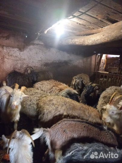 Продажа животных