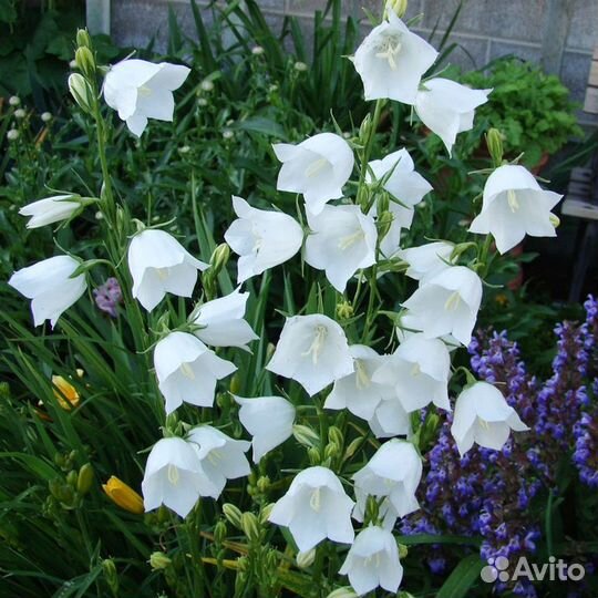 Садовые растения