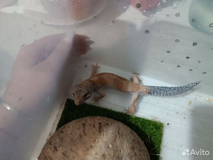 Продам эублефаров и бананоедов взрослых