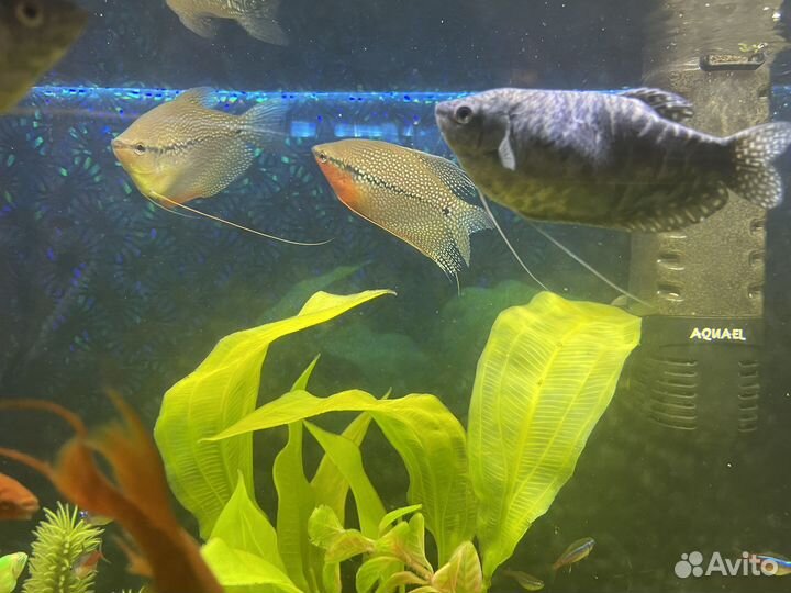 Аквариум на 120 литров. Полный комплект с рыбами