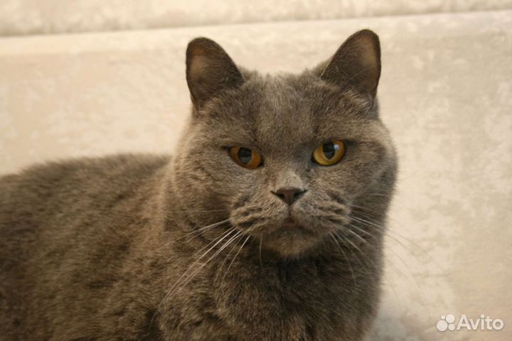 Британская