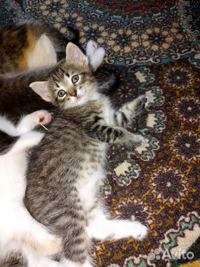 Котята в добрые руки бесплатно