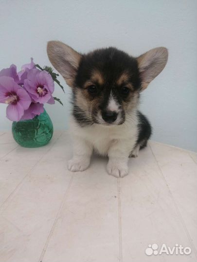 Вельш Корги Пемброк