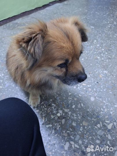 Отдам в добрые руки