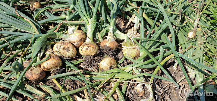 Лук на зелень Штутгарт оптом