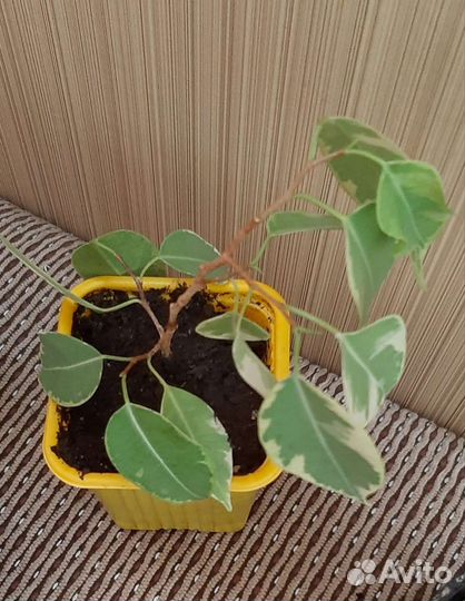 Фикус бенджамина