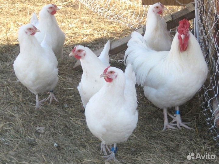 Куры Несушки, Бесплатная доставка