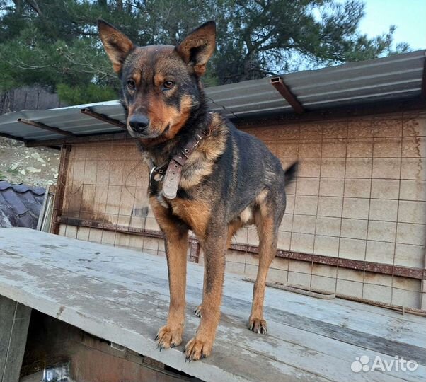 Собака в добрые руки