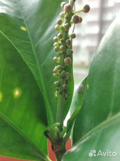 Комнатное растение - Кротон (Кодиеум) цветущий