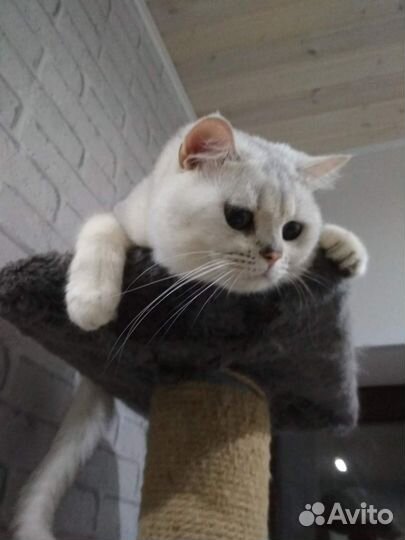 Вязка с шотландцем